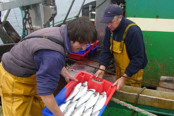 Sur le bar, la pêche commerciale va rester interdite à quelques exceptions.