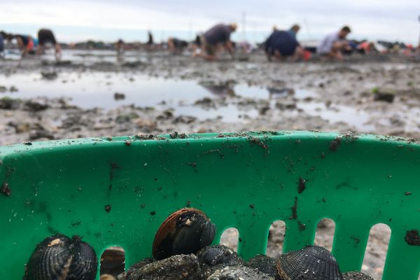 dans le seau du pêcheur à pied : coques et palourdes