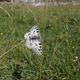 Le papillon Apollon, ou "parnassius apollo"