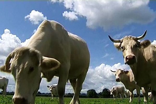 La tuberculose bovine demeure difficile à enrayer