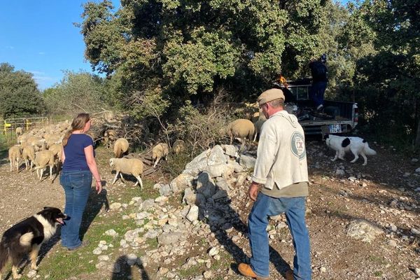 Audrey Clavier, éleveuse  d'agneaux sur le massif de la Gardiole dans l'Hérault, rassemble le troupeau avec l'aide du berger et des chiens.