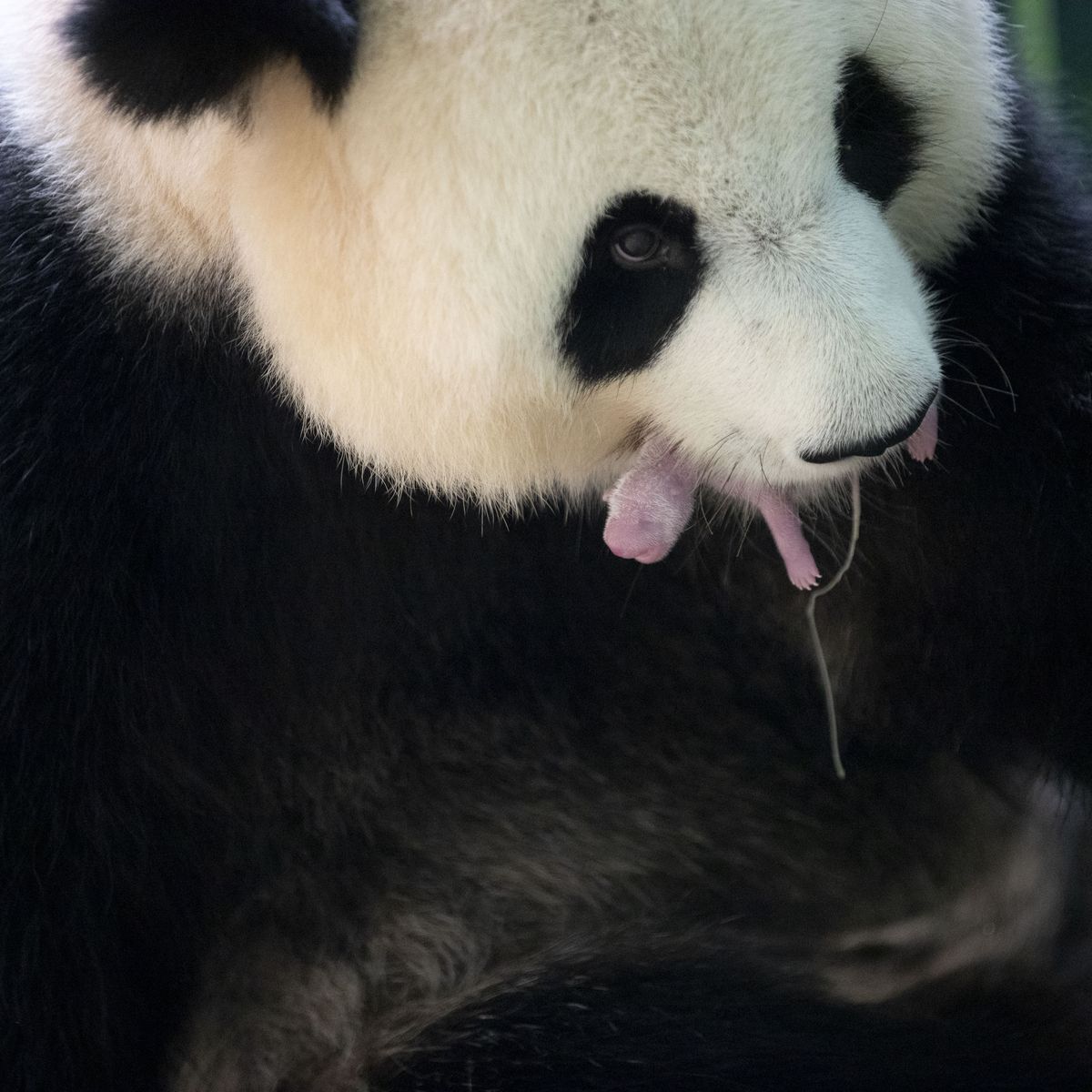 Carnet Rose Les 2 Bebes Pandas De Huan Huan Sont Nes Au Zooparc De Beauval