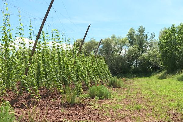 L'agroforesterie se développe en Alsace.