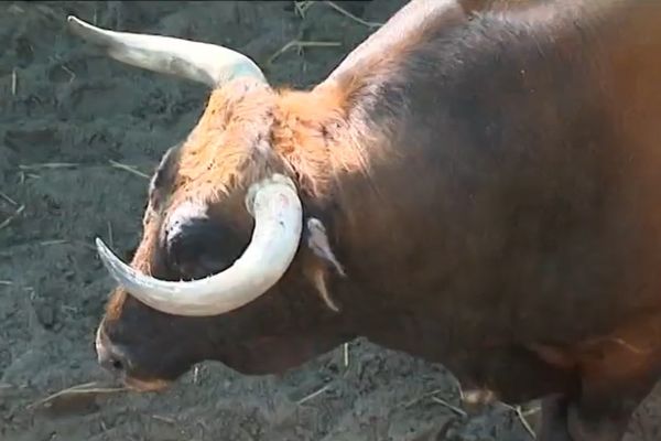 Taureau  dans le corral des arènes du plumaçon, à Mont de Marsan (40)