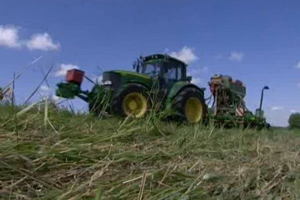 Le sorgho est semé sous couvert végétal.