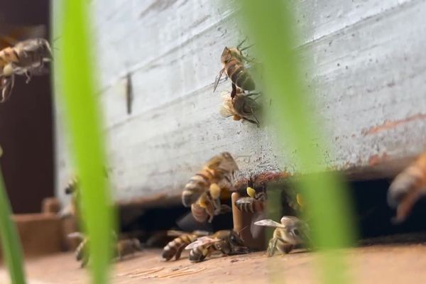 Le printemps pluvieux n'a pas permis aux abeilles de la région de sortir butiner et donc de produire du miel.