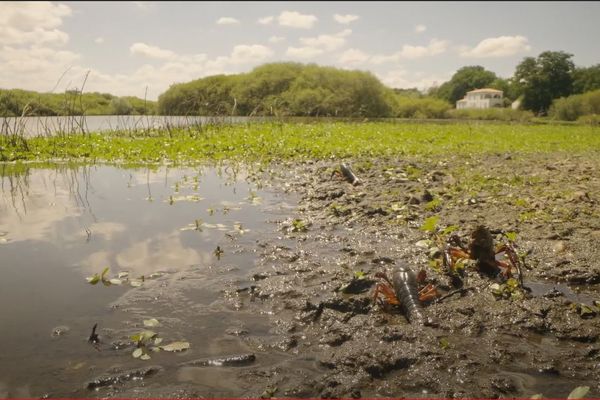 "Loire, terre sauvage"