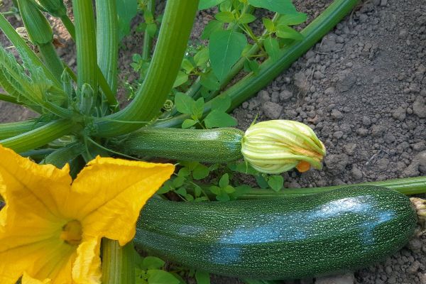 Le virus a été repéré sur des courgettes en Occitanie et en Provence Alpes Côte d'Azur.