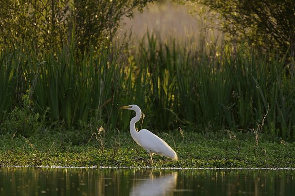 Une Grande Aigrette