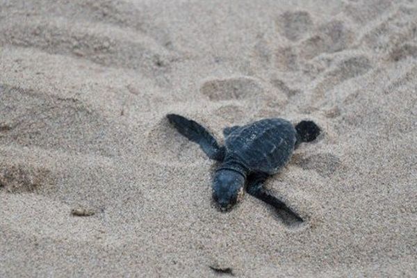 bébé tortue