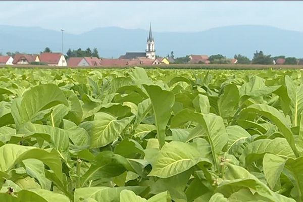 La récolte du tabac s'annonce bonne en 2017