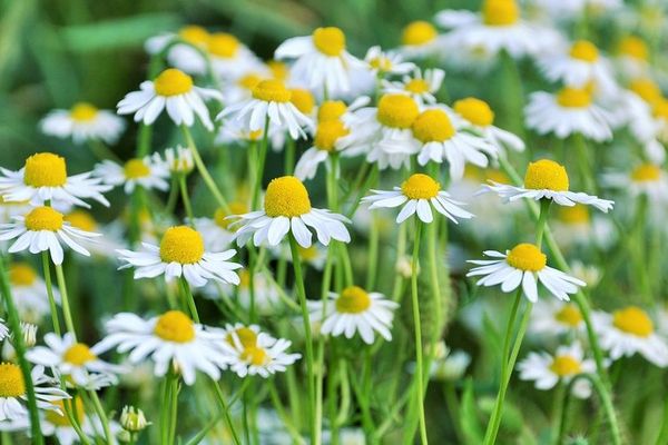 Les pâquerettes attendent le soleil ! #nousommestousdespaquerettes