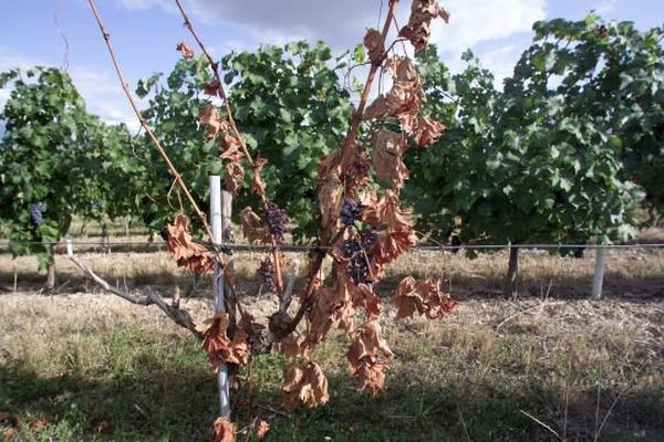 Un pied de vigne ravagé par une maladie. Illustration.