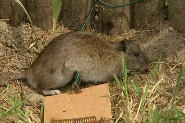 Un des rats piégé par un habitant de Saint-Antoine-de-Breuilh en Dordogne