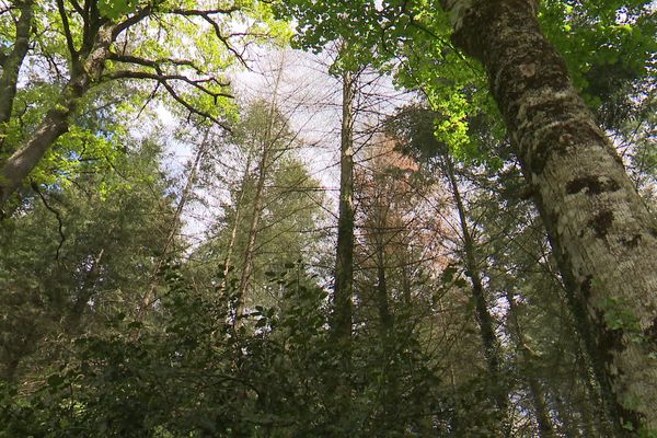 Des arbres familiers en Limousin vont bientôt disparaître.