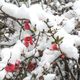 Fleurs sous la neige