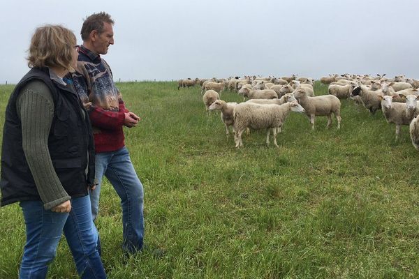 A Villier-le-Bois, le 10 mai dernier, Franck Charney a eu la mauvaise surprise de découvrir que l'un de ses agneaux avait été attaqué.