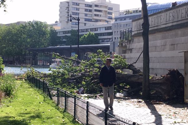 L'arbre n'a pas résisté aux rafales qui ont balayé la capitale dans la nuit du 7 au 8 juin 2019.