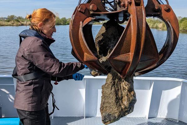 Le grappin prélève des sédiments où sont accrochées les moules d'eau douces qui seront analysées à bord du bateau-laboratoire