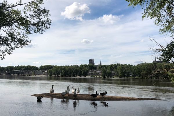 La Loire, le paradis des oies à Orléans. 