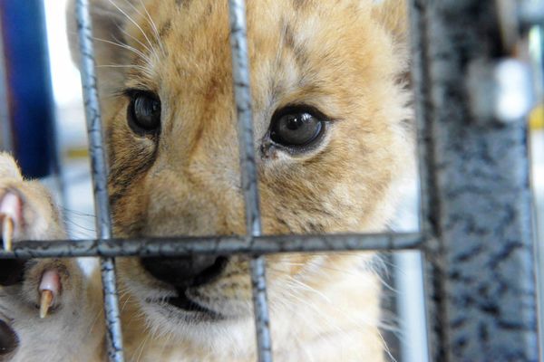 Un lionceau a été retrouvé dans la voiture d'un homme sur les Champs-Elysées. (Photo d'illustration)