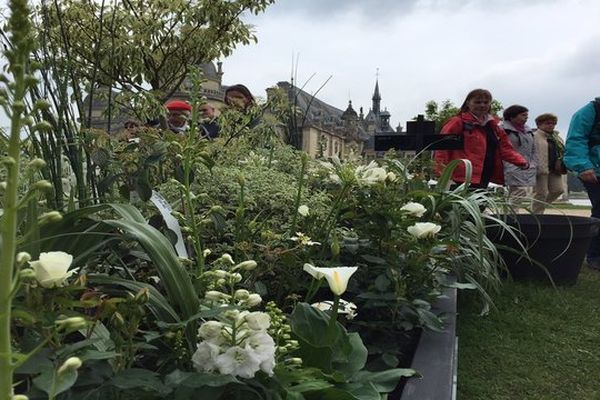 Les belles plantes de Chantilly