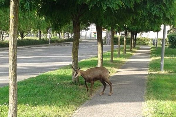 Notre animal, un jeune chamois, broute joyeusement les pelouses à Crépieu