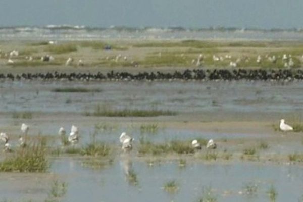 Observation des oiseaux de la Baie de Somme en période de grandes marées