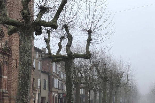 26 arbres dans le périmètre du platane touché par le chancre coloré vont être abattus.