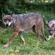 Trois loups ont attaqué à plusieurs reprises une mère de famille de 37 ans, au sein du zoo de Thoiry, dans les Yvelines. (Illustration)