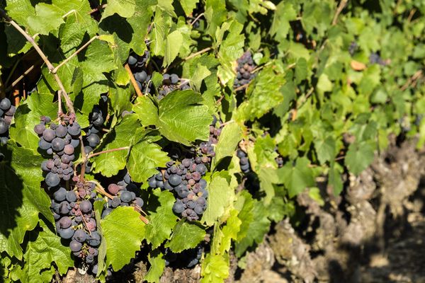 Les vins du Val de Loire s'étendent du Nantais à la Touraine, en passant par l'Anjou-Saumur.