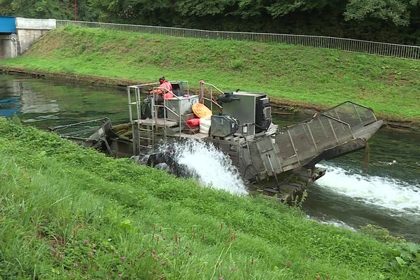 Deux fois par an, un bateau faucardeur nettoie le canal de Saint-Quentin de ses algues invasives.