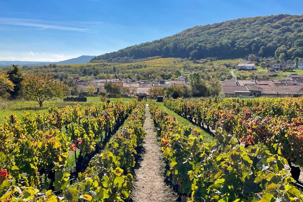 Vignes situées à Lucey (Meurthe-et-Moselle). Le secteur de la boisson se hisse à la deuxième place du podium des exportations du Grand Est vers les USA en 2023 (940 042 261 €).