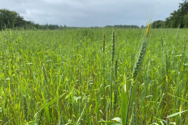 Champ de blé bio