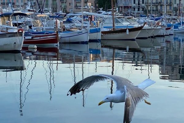 Le port de Cannes, calme en cette période de confinement.