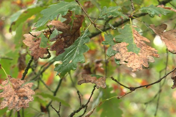 Des cimes clairsemées, des feuilles aux couleurs automnales dès le mois d'août...des signes qui ne trompent pas: la forêt souffre terriblement du changement climatique et des sécheresse successives.