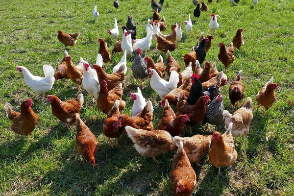 Un premier foyer de grippe aviaire a été détecté en Loir-et-Cher dans une basse-cour de Cour-Cheverny.