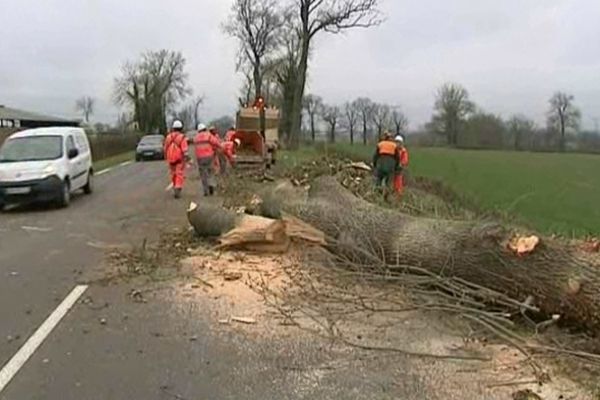 Jugés dangereux, des frênes de 50 ans d'âge sont abattus le long de la départementale 2009 dans l'Allier.