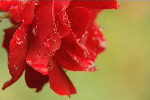 Grâce aux fortes précipitations des 13 et 14 août les fleurs ont pu retrouver des couleurs 