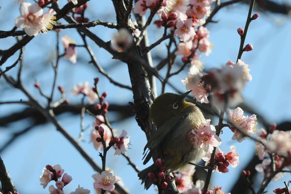 Vivement le Printemps ? Oui, mais c'est quand !?