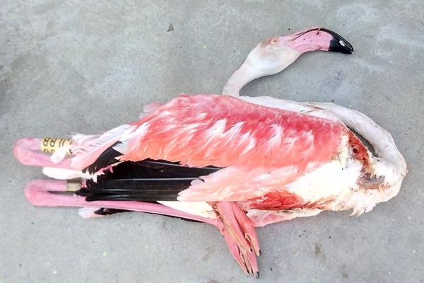 Un flamant rose a été retrouvé mort à La Grande-Motte - 27 août 2018