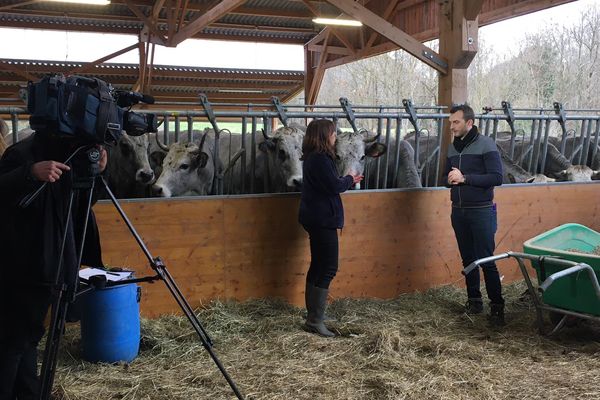 Ferme Lacube en Ariège, Magali Lacube et Mickaël Potot entourés de vaches gasconnes pyrénéennes 