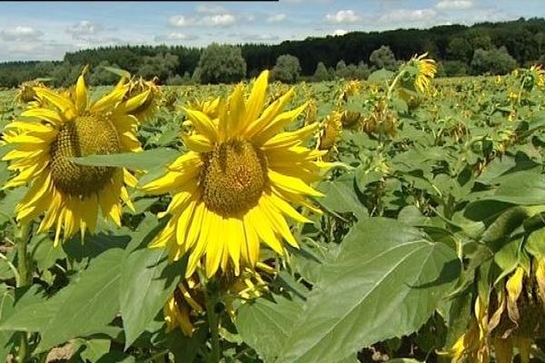 De beaux tournesols à Rahon dans le Jura