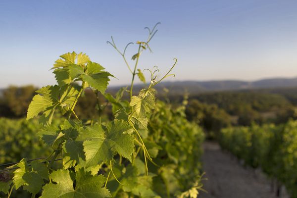 Les vignerons ont jusqu'au jeudi 13 août au soir pour effectuer leurs prélèvements qui seront analysés afin de déterminer la meilleure date de début de vendange de leurs cépages. 