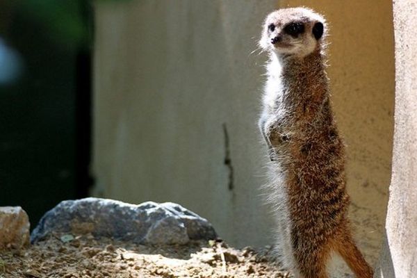 Le suricate, sentinelle du désert