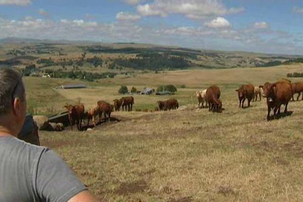 Les agriculteurs du Cantal parmi les plus touchés par la sécheresse de l'été 2015