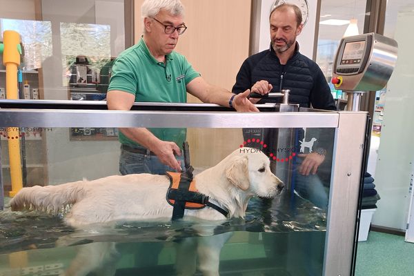 La mascotte de l'émission En terre animale, Praline, teste l'aquathérapie avec Gilles Nicolle, vétérinaire et spécialiste en physiothérapie.