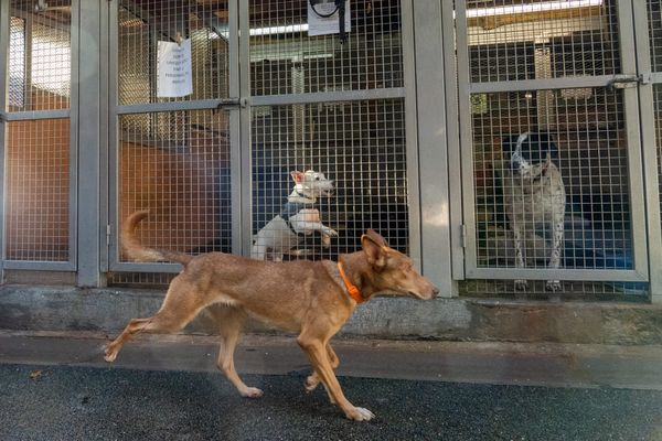 Une proposition de loi va être présentée à l'Assemblée nationale pour lutter contre la maltraitance animale.