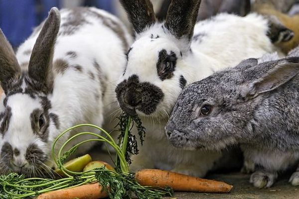 Une centaine de lapins ont été retrouvés mort depuis la fin du mois d'août.