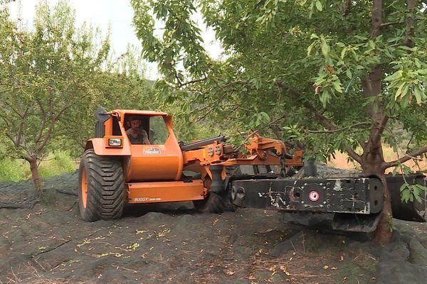 Bouleternère (Pyrénées-Orientales) - la récolte des amandes dans les vergers du Roussillon - septembre 2024.